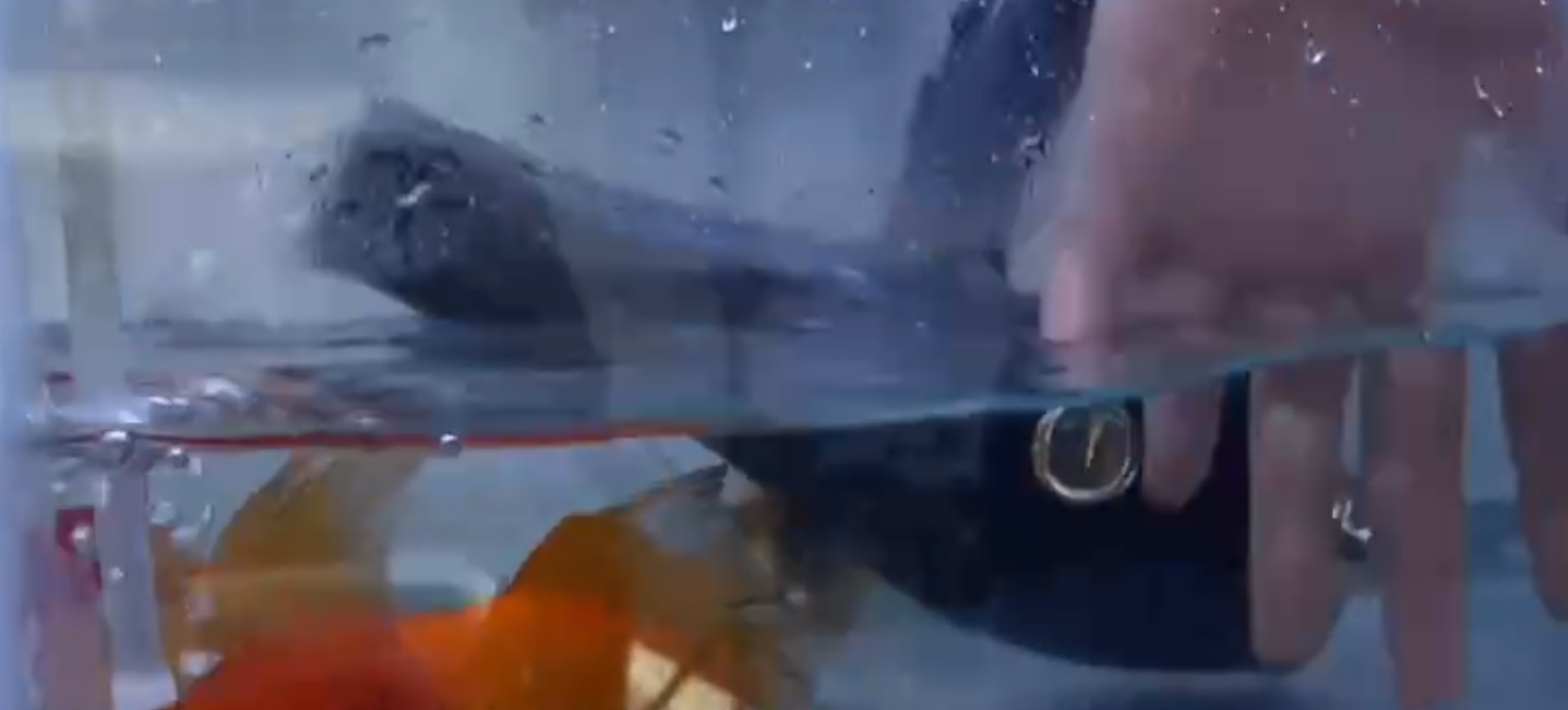 开云·官方端网页版登录入口-浸水防触电演示视频-吹风机